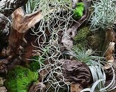 BUY 2 GET 1 FREE Live Spanish Moss (Tillandsia usneoides) Easy Live Terrarium Air Plant Hanging Decor