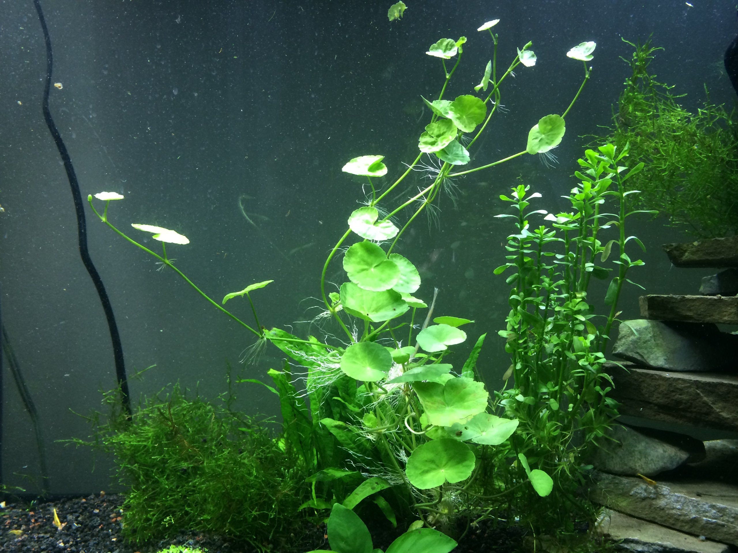 BUY 2 GET 1 FREE Brazilian Pennywort (Hydrocotyle Leucocephala) — Florida Aquascaping