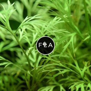 BUY 2 GET 1 FREE Water Sprite (Water Fern, Indian Fern)-Easy Live Aquarium Pond Aquatic Plant image 1