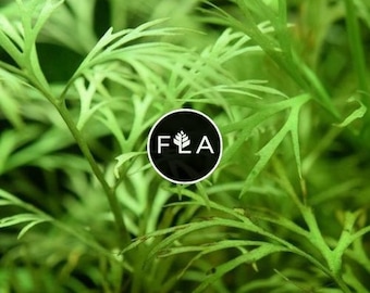 BUY 2 GET 1 FREE Water Sprite (Water Fern, Indian Fern)-Easy Live Aquarium Pond Aquatic Plant