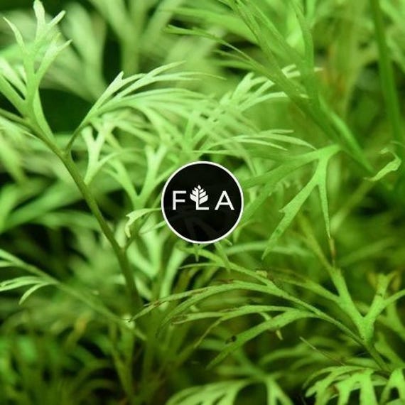 BUY 2 GET 1 FREE Water Sprite (Water Fern, Indian Fern)-Easy Live Aquarium Pond Aquatic Plant