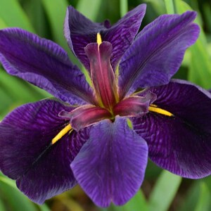 This plant, Iris 'Black Gamecock,' thrives in wet, boggy conditions and can be planted in shallow water. Its vibrant flowers contrast beautifully with lush green foliage, making it a standout choice for enhancing water garden aesthetics.