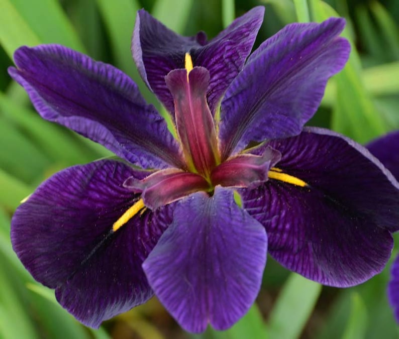 This plant, Iris 'Black Gamecock,' thrives in wet, boggy conditions and can be planted in shallow water. Its vibrant flowers contrast beautifully with lush green foliage, making it a standout choice for enhancing water garden aesthetics.