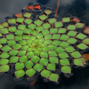 ¡COMPRE 2 OBTENGA 1 planta de mosaico GRATIS! (Ludwigia Sedioides)-Planta acuática de estanque de acuario Easy Live