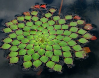 BUY 2 GET 1 FREE Mosaic Plant! (Ludwigia Sedioides)-Easy Live Aquarium Pond Aquatic Plant