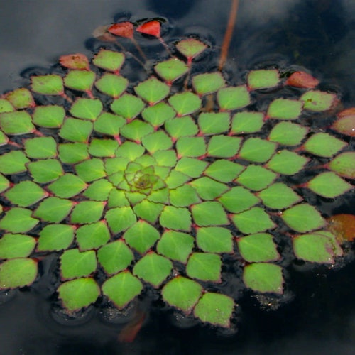 BUY 2 GET 1 FREE Mosaic Plant! (Ludwigia Sedioides)-Easy Live Aquarium Pond Aquatic Plant