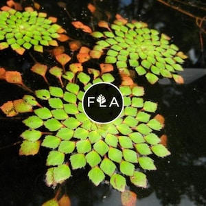 ¡Compra 2 y llévate 1 GRATIS! Planta de mosaico (Ludwigia sedioides) - Planta acuática fácil de cultivar para estanques y acuarios.