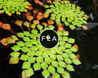 ¡Compra 2 y llévate 1 GRATIS! Planta de mosaico (Ludwigia sedioides) - Planta acuática fácil de cultivar para estanques y acuarios.