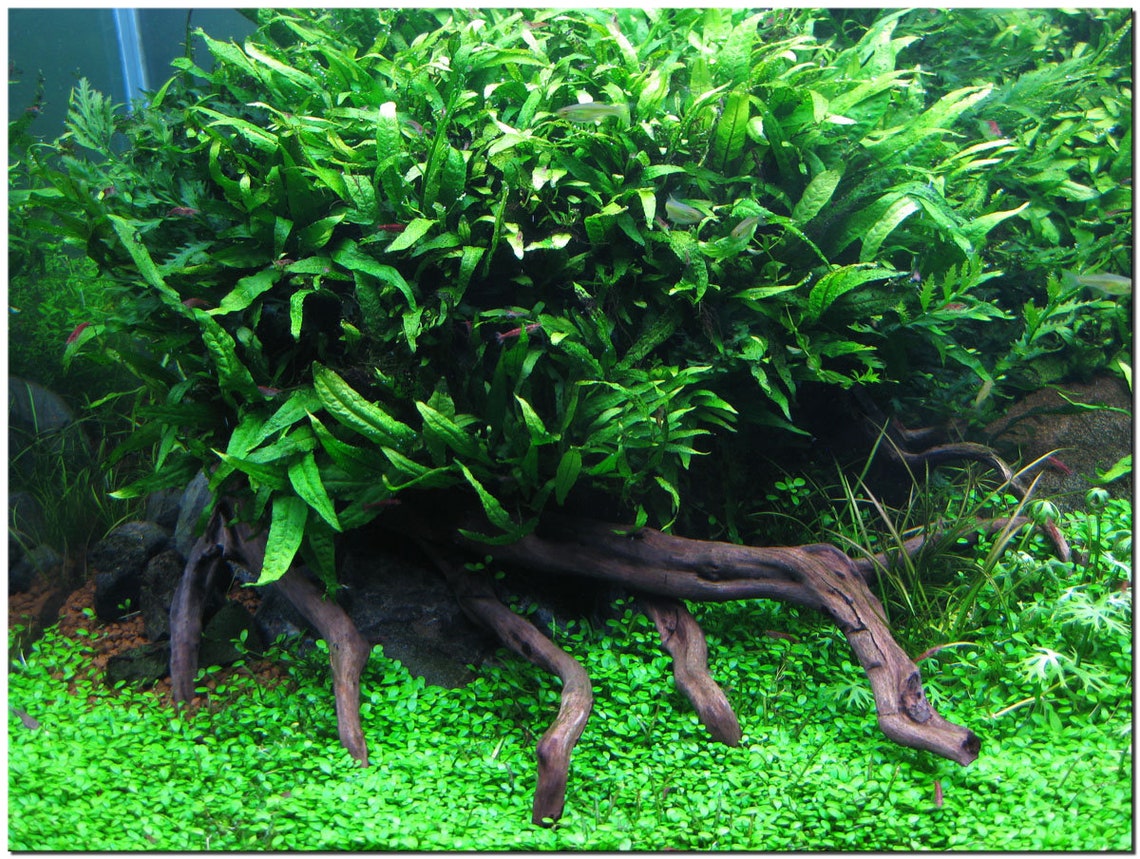 BUY 2 GET 1 FREE Java Fern microsorum Pteropus Easy Live - Etsy