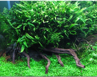 BUY 2 GET 1 FREE Java Fern (Microsorum Pteropus)-Easy Live Aquarium Pond Aquatic Plant
