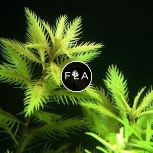 BUY 2 GET 1 FREE Mermaid Weed (Proserpinaca palustris)-Easy Live Aquarium Pond Aquatic Plant
