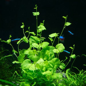 BUY 2 GET 1 FREE Cardamine Lyrata-Easy Live Aquarium Pond Aquatic Plant image 1