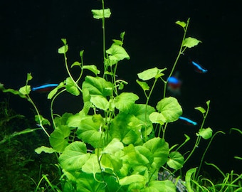 BUY 2 GET 1 FREE Cardamine Lyrata-Easy Live Aquarium Pond Aquatic Plant