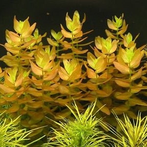 BUY 2 GET 1 FREE Bacopa Caroliniana (Lemon Bacopa)-Easy Live Aquarium Pond Aquatic Plant