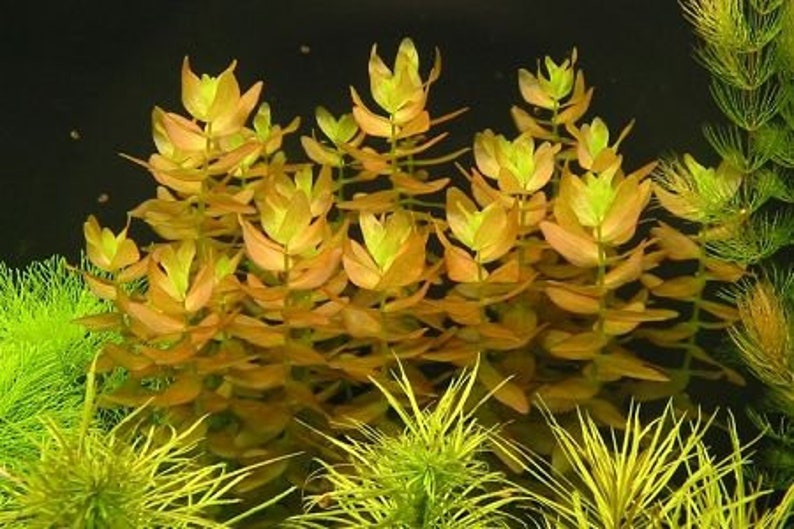 BUY 2 GET 1 FREE Bacopa Caroliniana Lemon BacopaEasy Live Aquarium Pond Aquatic Plant image 1