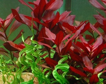 BUY 2 GET 1 FREE Ludwigia 'Dark Red'-Easy Live Aquarium Pond Aquatic Plant