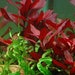 see more listings in the Submersible Plants section