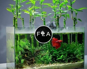 6 Inch Lucky Bamboo (Dracaena sanderiana)-Live Aquatic Marginal Starter Plant for Water Gardens, Ponds and Aquascapes