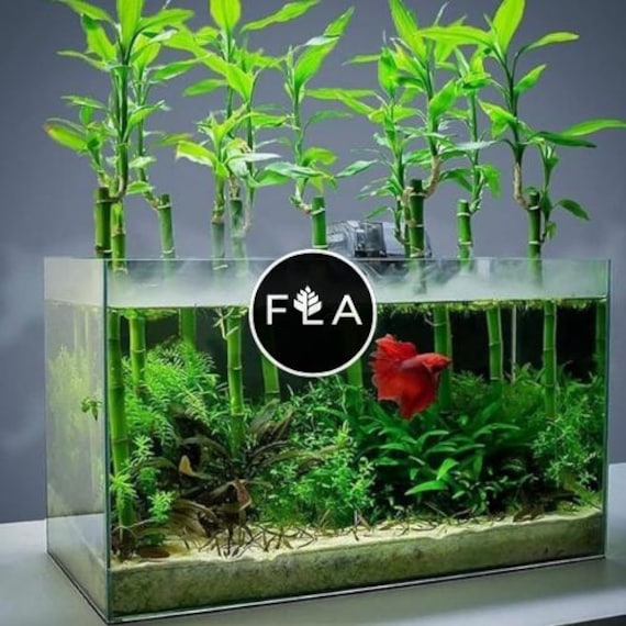 6 Inch Lucky Bamboo (dracaena Sanderiana)-live Aquatic Marginal Starter  Plant for Water Gardens, Ponds and Aquascapes - Etsy