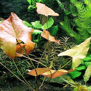 BUY 2 GET 1 FREE Dwarf Aquarium Lily (Nymphaea Stellata)-Easy Live Aquarium Pond Aquatic Plant