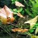 see more listings in the Submersible Plants section