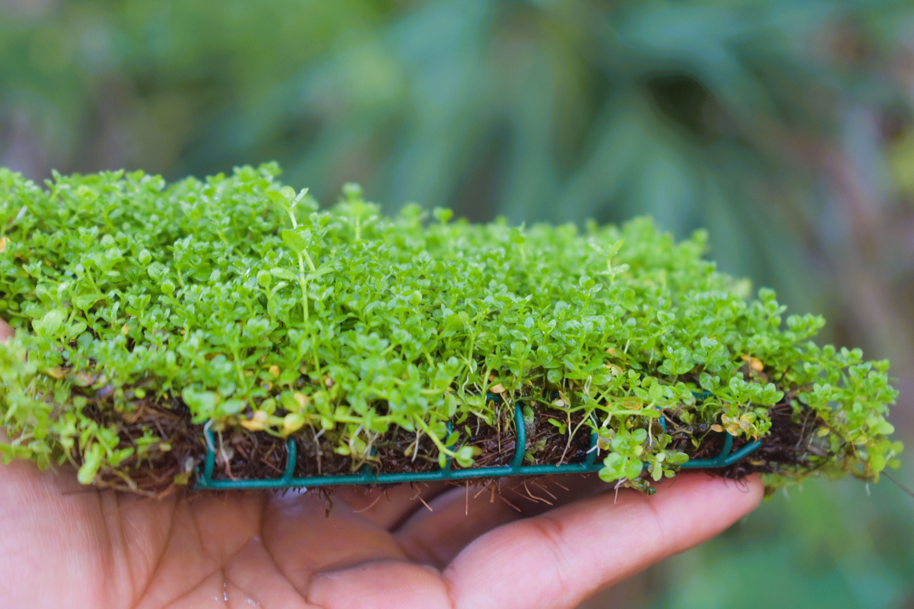 Aquatic Plant Mats, Monte Carlo (Micranthemum Tweediei) — Florida Aquascaping