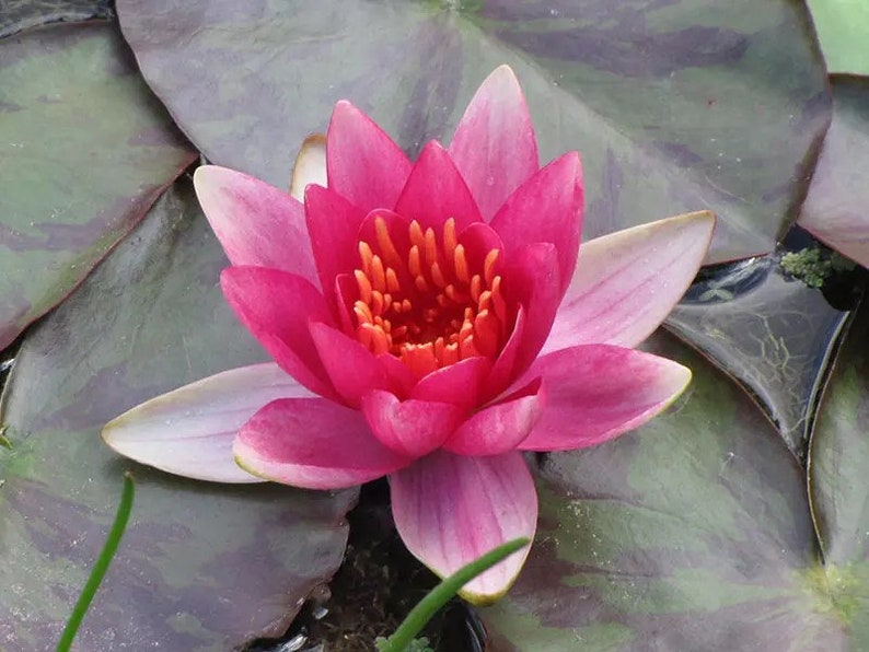 This plant, Pygmaea 'Phoebus', features small, cup-shaped flowers that can be pink, yellow, or white. Its diminutive size makes it perfect for tiny water features, where it creates a striking visual impact without overwhelming the space.