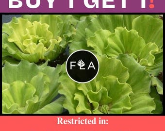 BUY 1 GET 1 FREE Rare! Curly Leaf Water Lettuce-Easy Live Aquarium Pond Aquatic Plant