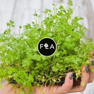 BUY 2 GET 1 FREE Plants on Mats! Hydrocotyle Tripartita sp. Japan on Weighted Mat-Easy Live Aquarium Pond Aquatic Plant