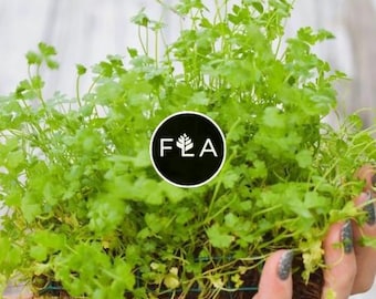 BUY 2 GET 1 FREE Plants on Mats! Hydrocotyle Tripartita sp. Japan on Weighted Mat-Easy Live Aquarium Pond Aquatic Plant