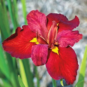 Iris 'Ann Chowning' (Louisiana Iris) can be easily propagated through division. This simple method allows gardeners to expand their collection and share this beautiful plant with others.