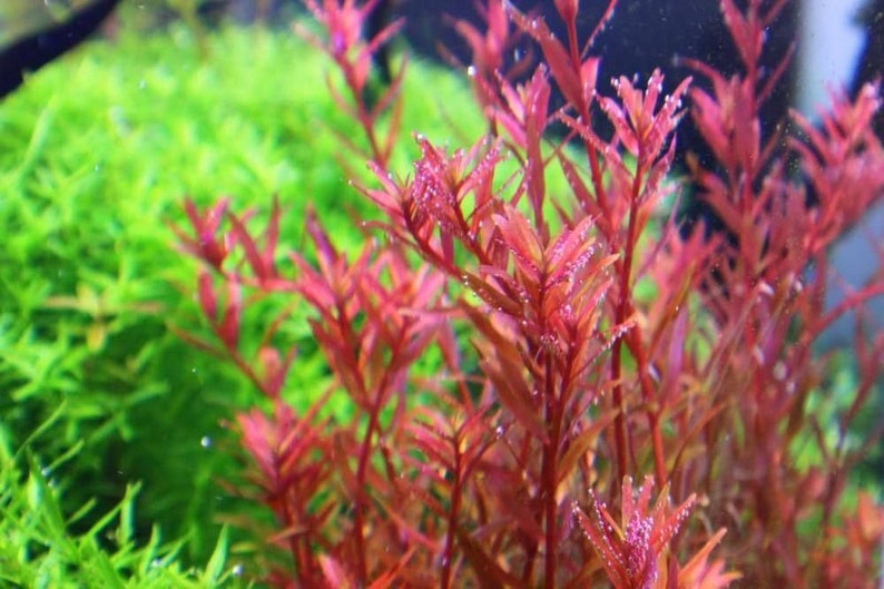 BUY 2 GET 1 FREE Rotala Vietnam H'Ra-Easy Live Aquarium Pond Aquatic Plant image 6