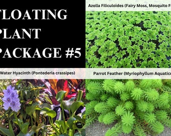 Azolla, Hyacinth, Parrot Feather - 3 Plants Pack -Easy Live Aquarium Pond Aquatic Plant