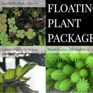 May include: A package of floating plants for aquariums or ponds. The image shows four plant varieties: Water Clover, Water Lettuce, and Parrot Feather. The text "FLOATING PLANT PACKAGE #2" is displayed in white letters on a black background.