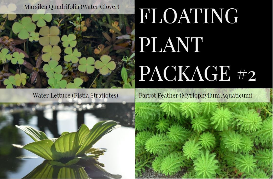 BUY 2 GET 1 FREE 3 Floating PlantsPack of 3 Species — Florida Aquascaping