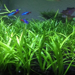 BUY 2 GET 1 FREE Dwarf Sagittaria Sagittaria Subulata, Narrow-leaved arrowheadEasy Live Aquarium Pond Aquatic Plant image 3