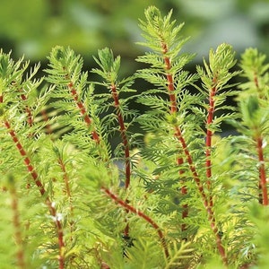 BUY 2 GET 1 FREE Dwarf Red Stem Parrot Feather Myriophyllum AquaticumEasy Live Aquarium Pond Aquatic Plant image 5