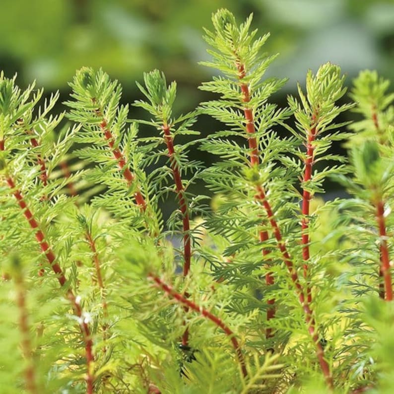 BUY 2 GET 1 FREE Dwarf Red Stem Parrot Feather Myriophyllum AquaticumEasy Live Aquarium Pond Aquatic Plant image 5