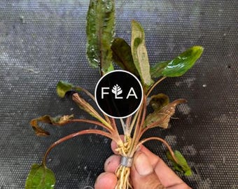 BUY 2 GET 1 FREE Cryptocoryne Wendtii 'Bronze' -Easy Live Aquarium Pond Aquatic Plant