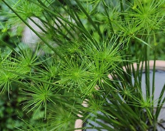 BUY 2 GET 1 FREE Dwarf Papyrus! (Cyperus haspans)-Live Aquatic Marginal Starter Plant for Water Gardens, Ponds and Aquascapes