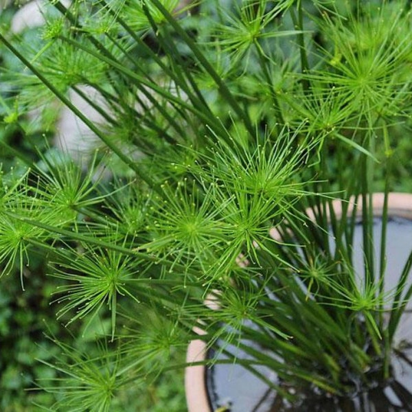 BUY 2 GET 1 FREE Dwarf Papyrus! (Cyperus haspans)-Live Aquatic Marginal Starter Plant for Water Gardens, Ponds and Aquascapes