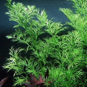 This plant thrives in medium to high lighting conditions, but can also tolerate lower light environments. It's adaptability to different light levels makes it a versatile addition to various aquascapes, contributing to a balanced aquarium.