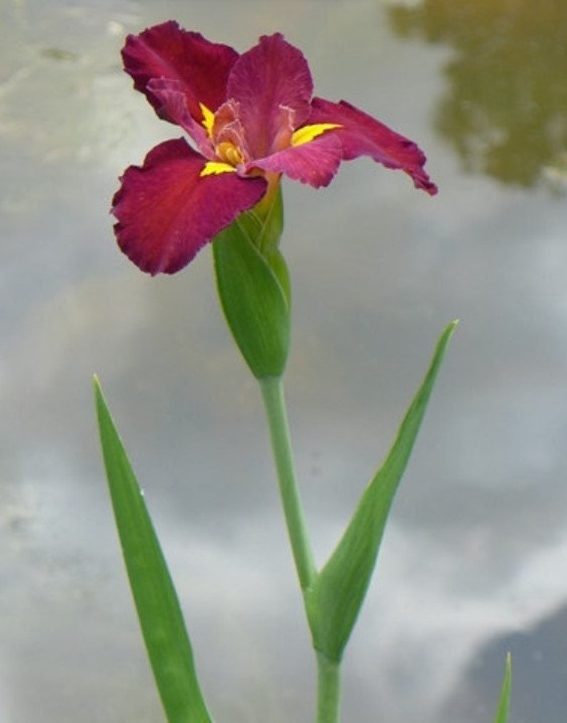 Iris 'Ann Chowning' (Louisiana Iris) thrives in moist to wet soil conditions, making it perfect for pond edges and water gardens. Its adaptability enhances various aquatic and semi-aquatic landscapes.