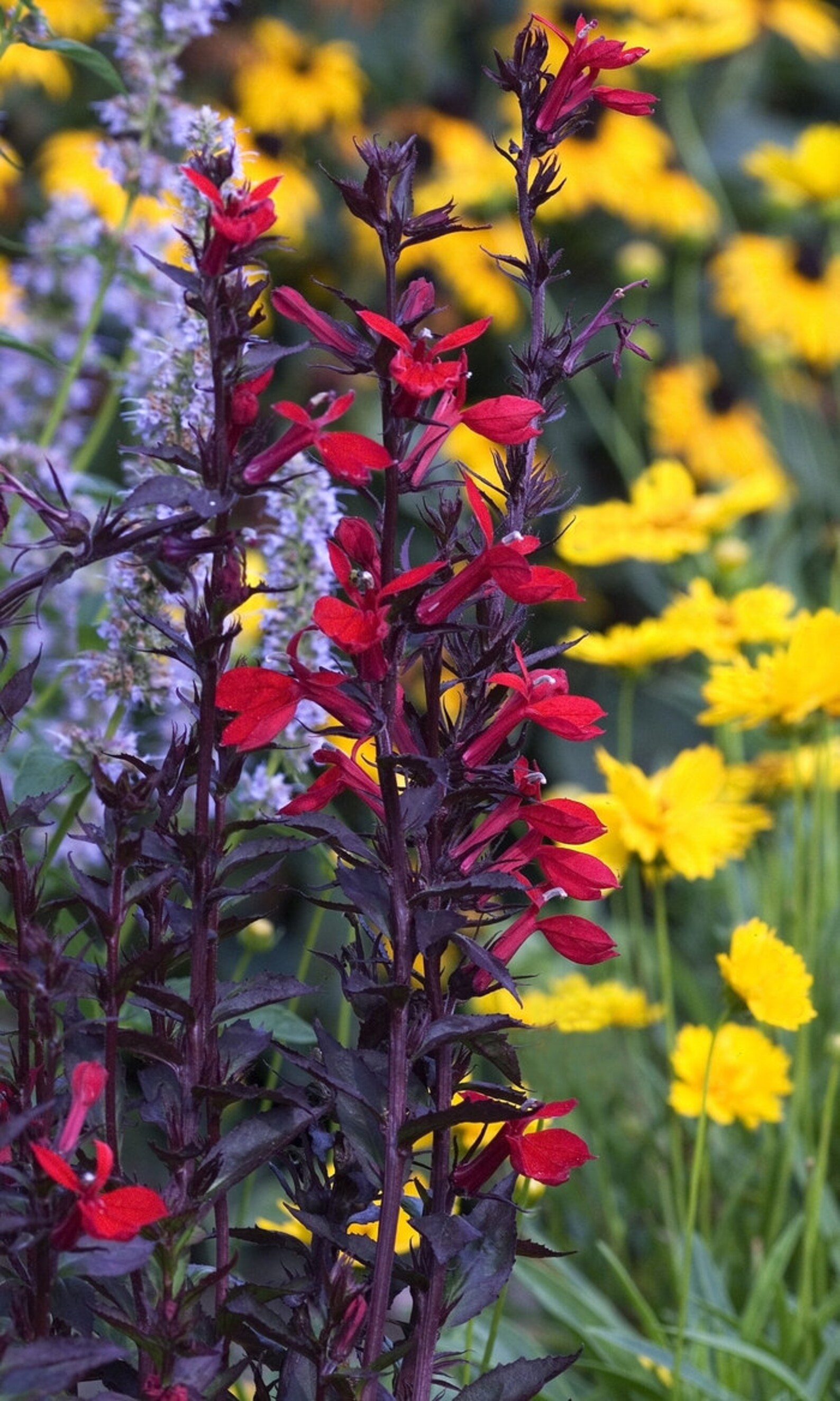 Lobelia Cardinalis 'black Truffle' Live Aquatic Etsy