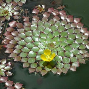 BUY 2 GET 1 FREE Mosaic Plant Ludwigia SedioidesEasy Live Aquarium Pond Aquatic Plant image 7