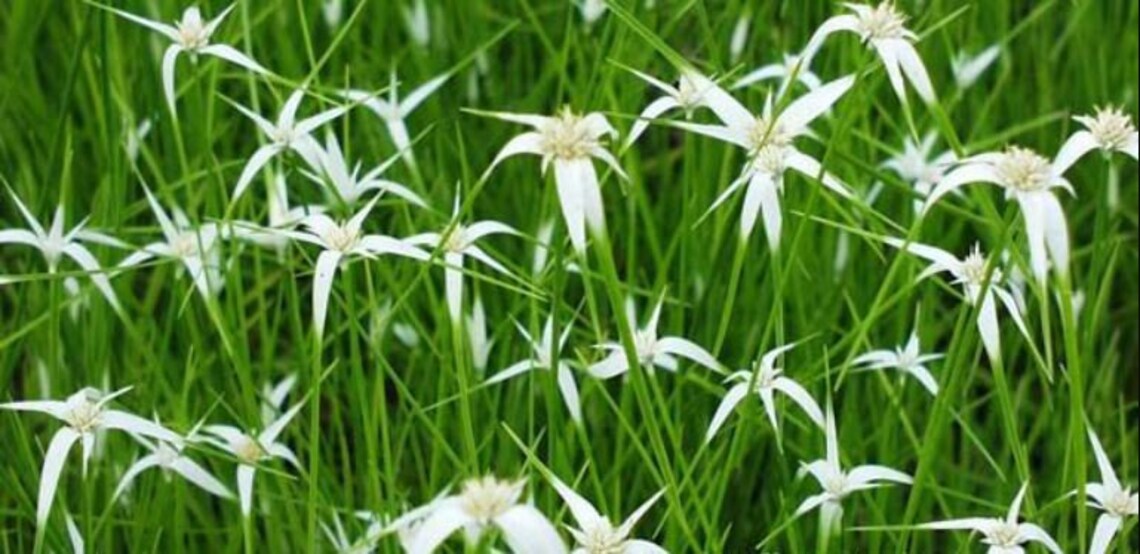 White Star Grass White Star SedgeDichromena Colorata Easy Etsy