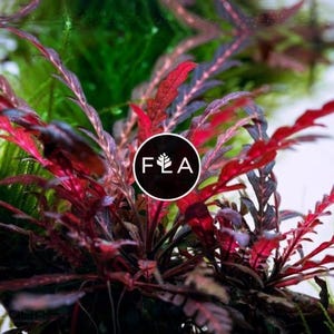 BUY 2 GET 1 FREE Hygrophila Pinnatifida-Easy Live Aquarium Pond Aquatic Plant