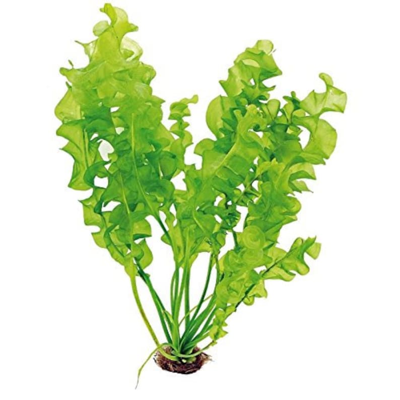 BUY 2 GET 1 FREE Aponogeton UlvaceusEasy Live Aquarium Pond Aquatic Plant image 4