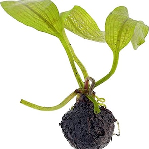 BUY 2 GET 1 FREE Madagascar Lace Plant Aponogeton MadagascariensisEasy Live Aquarium Pond Aquatic Plant image 3