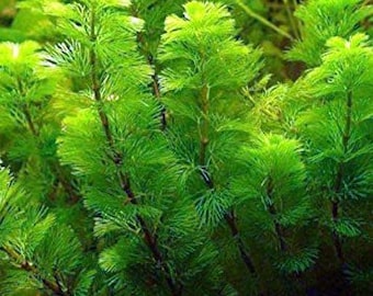 BUY 2 GET 1 FREE Green Cabomba (Cabomba Caroliniana)-Easy Live Aquarium Pond Aquatic Plant